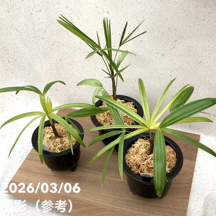 ≪値下げしました≫観音竹／おもと鉢 6鉢 数量限定】観音竹 カンノンチク 錦松 きんしょう プラ鉢｜観葉10-TU
