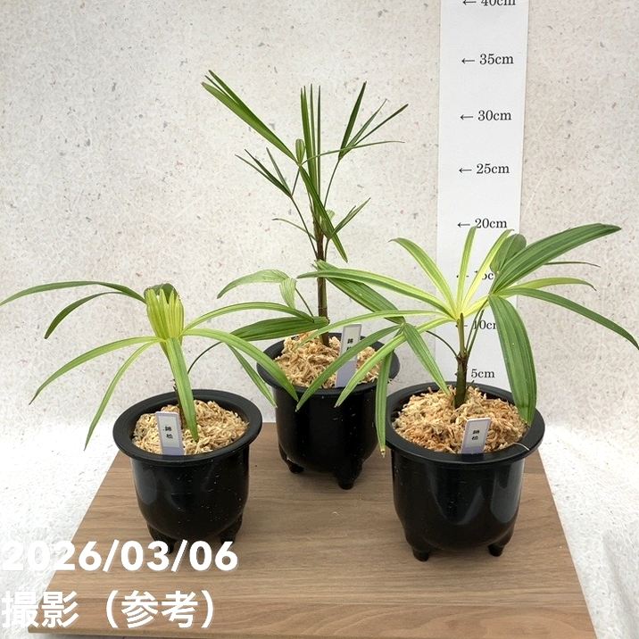 数量限定】観音竹 カンノンチク 松華錦 しょうかにしき プラ鉢｜観葉10