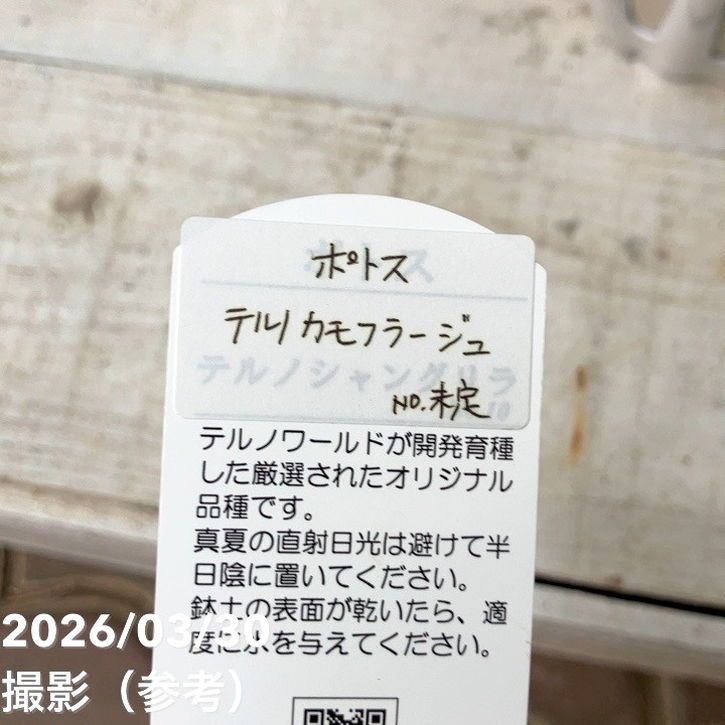 ポトス テルノ カモフラージュ 5号吊り鉢｜観葉04-PA | 観葉・多肉