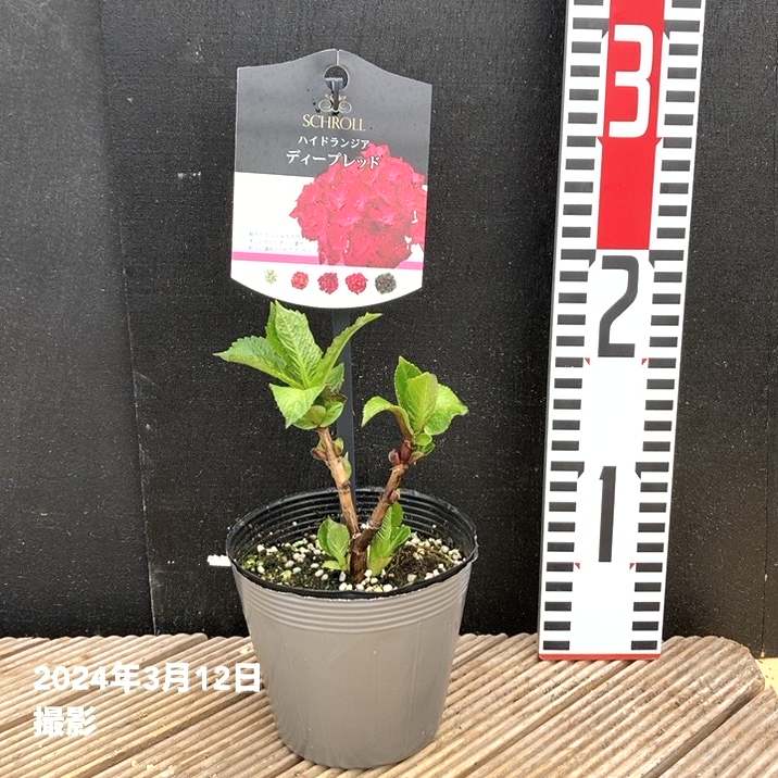 ハイドランジア ディープレッド 3.5号｜花木04-PA | 花木・庭木