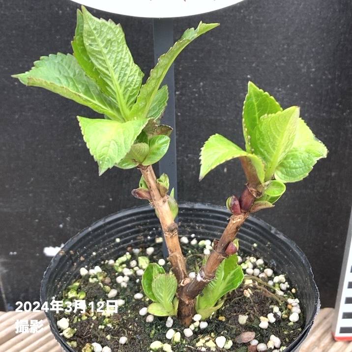 ハイドランジア ディープレッド 3.5号｜花木04-PA | 花木・庭木