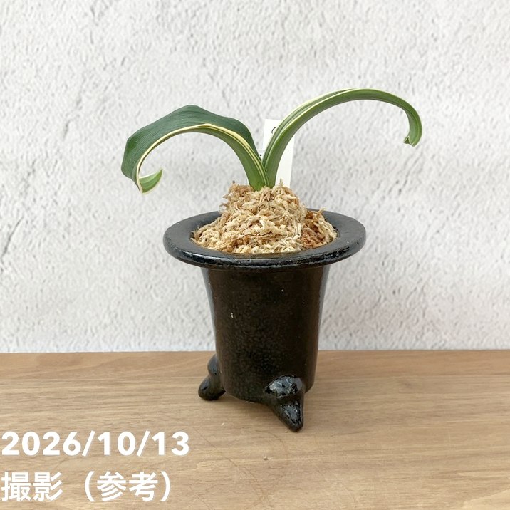 秋セール10%OFF！11/1まで】【現品お届け】豊明園 万年青 オモト 千龍