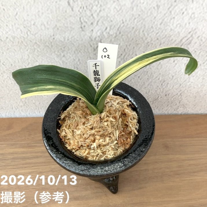 秋セール10%OFF！11/1まで】【現品お届け】豊明園 万年青 オモト 千龍