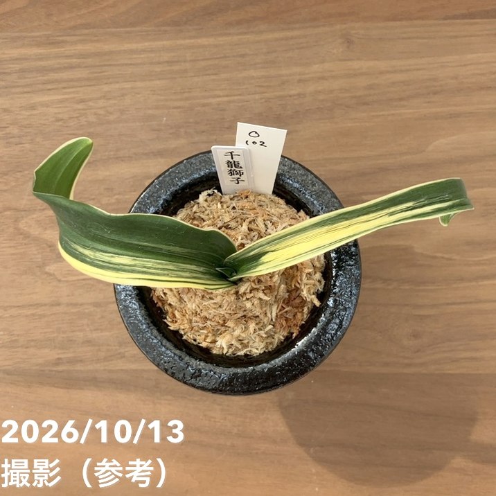 秋セール10%OFF！11/1まで】【現品お届け】豊明園 万年青 オモト 千龍