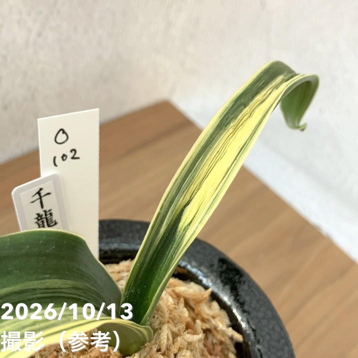 秋セール10%OFF！11/1まで】【現品お届け】豊明園 万年青 オモト 千龍