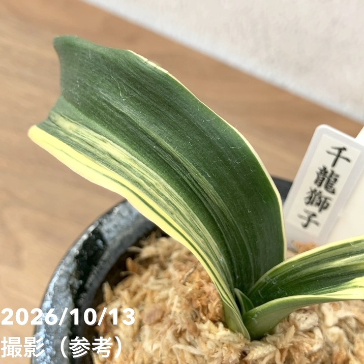 秋セール10%OFF！11/1まで】【現品お届け】豊明園 万年青 オモト 千龍