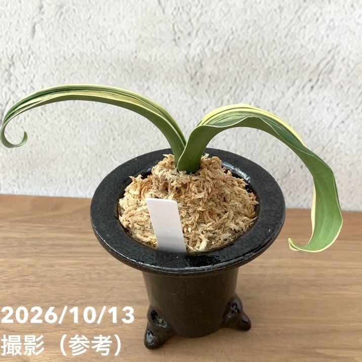 秋セール10%OFF！11/1まで】【現品お届け】豊明園 万年青 オモト 千龍