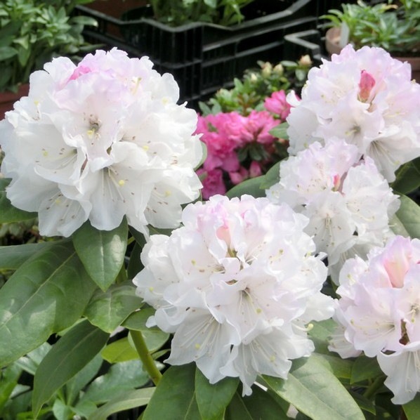 シャクナゲ スーパーローディー 5号 ラベンダースノー｜花木01-D1