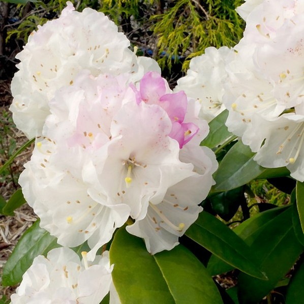 シャクナゲ スーパーローディー 5号 ラベンダースノー｜花木01-D1