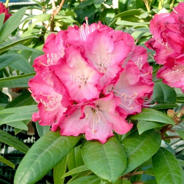 シャクナゲ スーパーローディー 5号 ストロベリーサンデー|花木01-D1