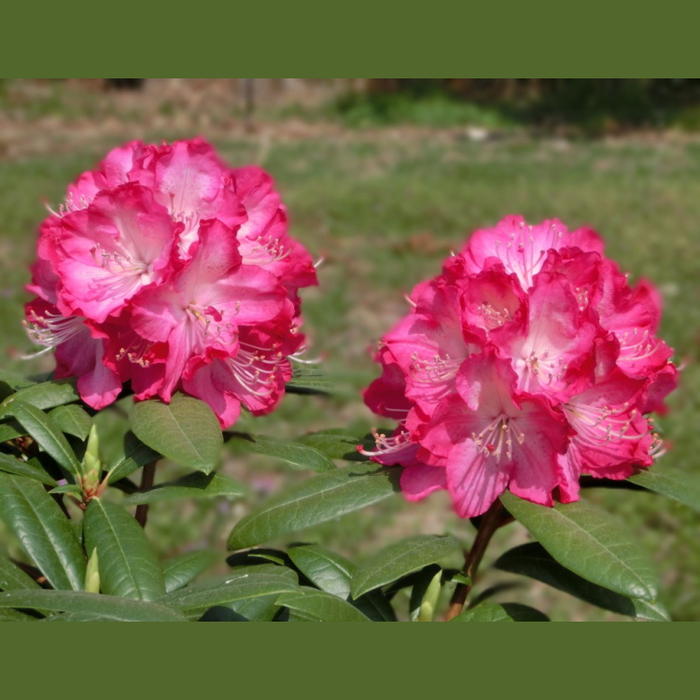 シャクナゲ スーパーローディー 5号 ストロベリーサンデー|花木01-D1