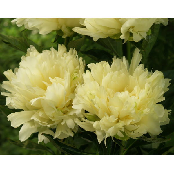 芍薬 シャクヤク 7号 楊貴妃|草花10-TU