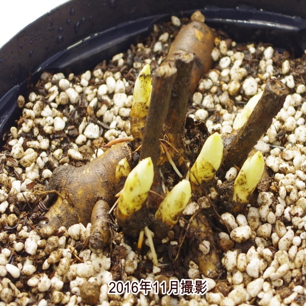 芍薬 シャクヤク 7号 楊貴妃|草花10-TU