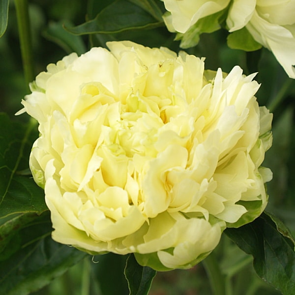 芍薬 シャクヤク 7号 楊貴妃|草花10-TU