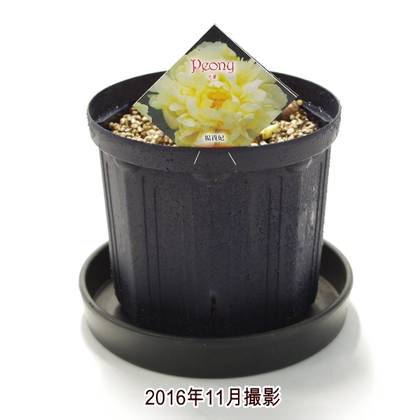芍薬 シャクヤク 7号 楊貴妃|草花10-TU