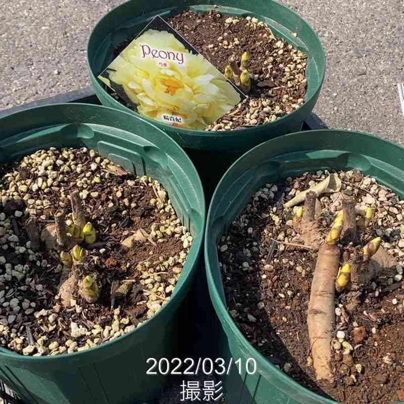 芍薬 シャクヤク 7号 楊貴妃|草花10-TU