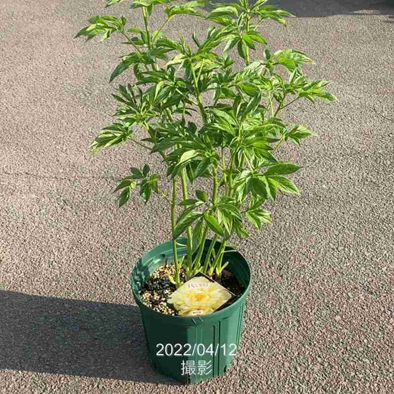 芍薬 シャクヤク 7号 楊貴妃|草花10-TU