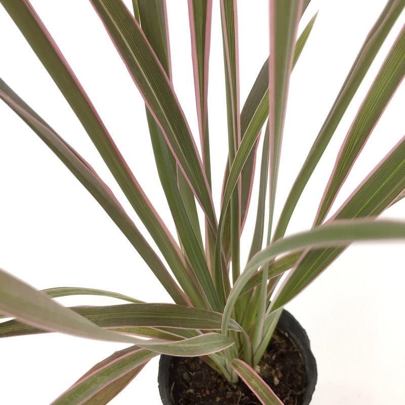 太郎様専用 ニューサイラン・ピンクストライプ 7号×2株 太郎