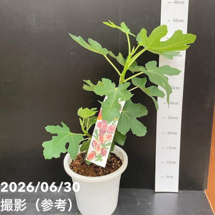 決算P5倍！10%OFF！8/2まで】充実株 イシヅキ農園さん イチジク