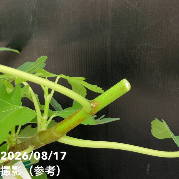 充実株 イシヅキ農園さん イチジク ドーフィン 6号 2年生苗｜果樹10-TU