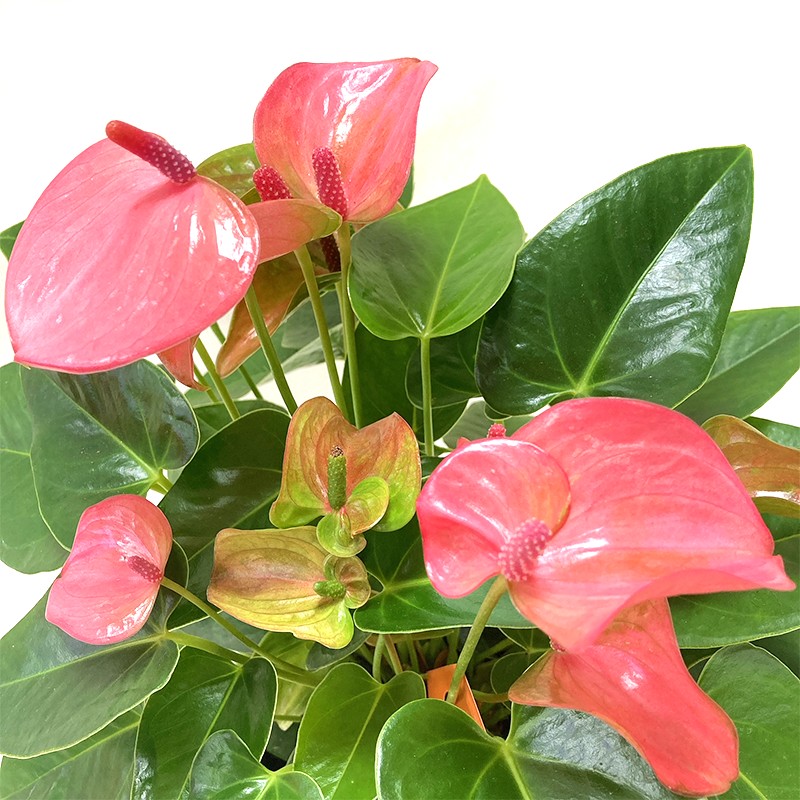 夏ギフト22 アンスリウム 赤 ピンク系 白鉢 Pa ギフト 用途別に探す サマーギフト お中元 赤塚植物園オンライン 花の音 夏ギフト22 アンスリウム 赤 ピンク系 白鉢 Pa ギフト 用途別に探す サマーギフト お中元 赤塚植物園オンライン 花の音