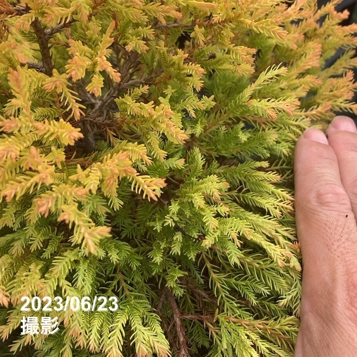 常緑コニファー ラインゴールド 5号×3鉢セット ※お届けに10日程度