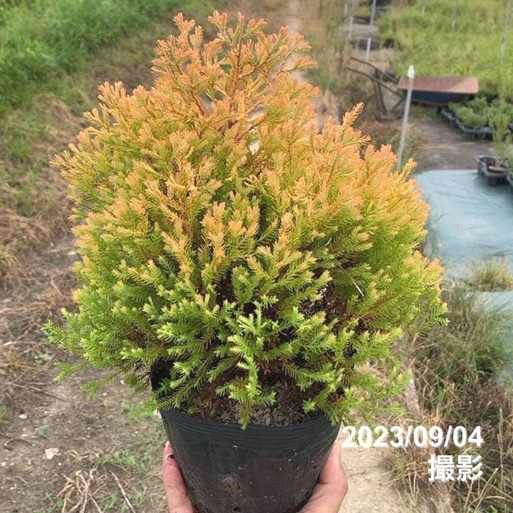 常緑コニファー ラインゴールド 5号×3鉢セット ※お届けに10日程度