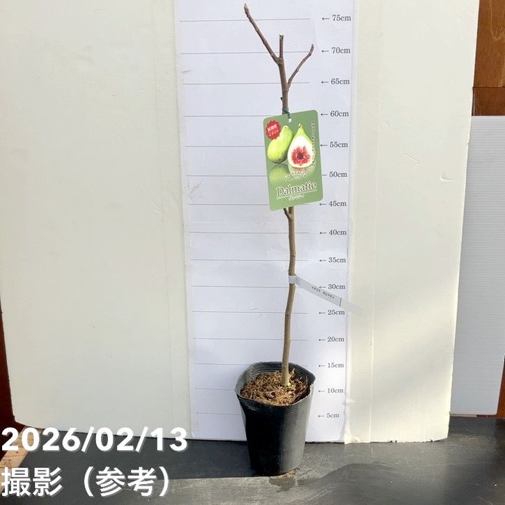 イチジク ダルマティー 4号ロング 1年生 挿木苗｜果樹10-TU | 果樹