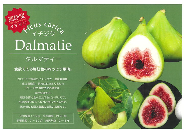 イチジク ダルマティー 4号ロング 1年生 挿木苗｜果樹10-TU | 果樹