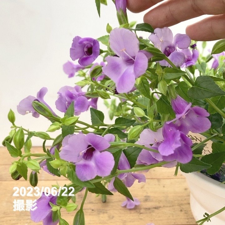 数量限定】大株！PW スーパートレニア カタリーナ ブルーリバー 6号