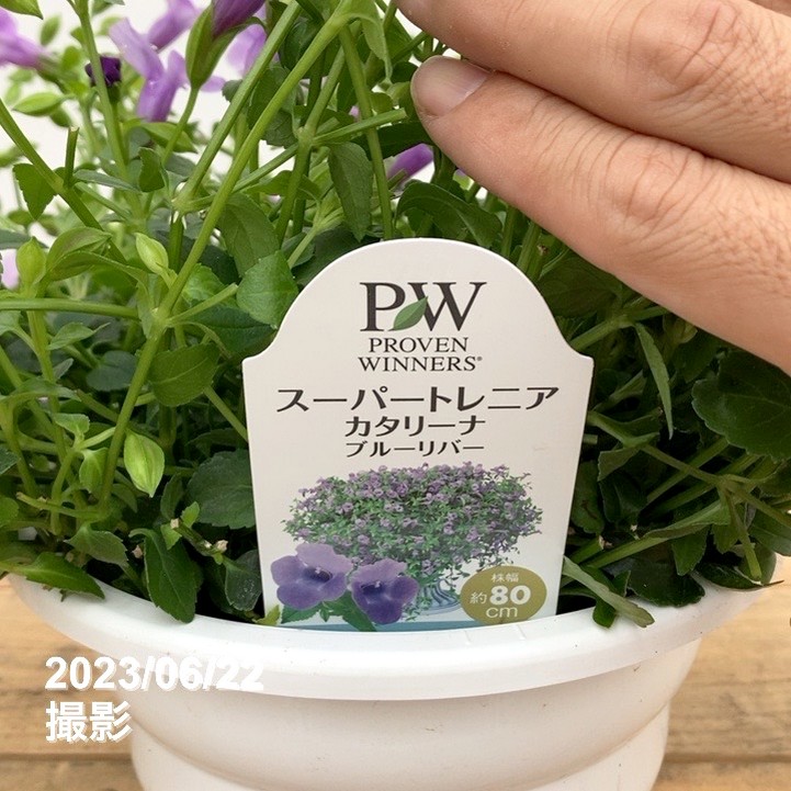 数量限定】大株！PW スーパートレニア カタリーナ ブルーリバー 6号