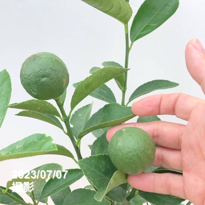 実付き 2個＞マイヤーレモン 7号｜柑橘｜果樹10-TU | 果樹,柑橘