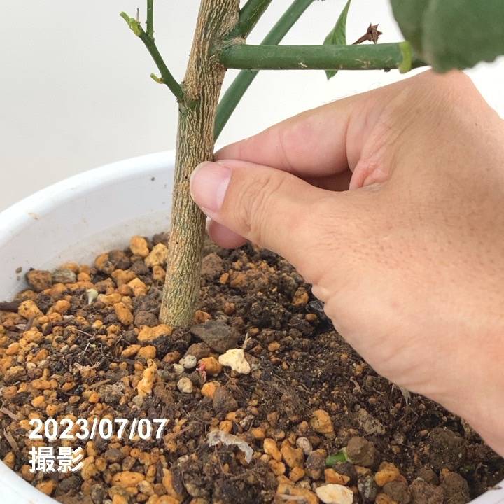 <実付き 2個>マイヤーレモン 7号|柑橘|果樹10-TU