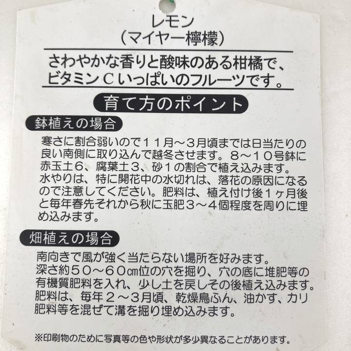 <実付き 2個>マイヤーレモン 7号|柑橘|果樹10-TU