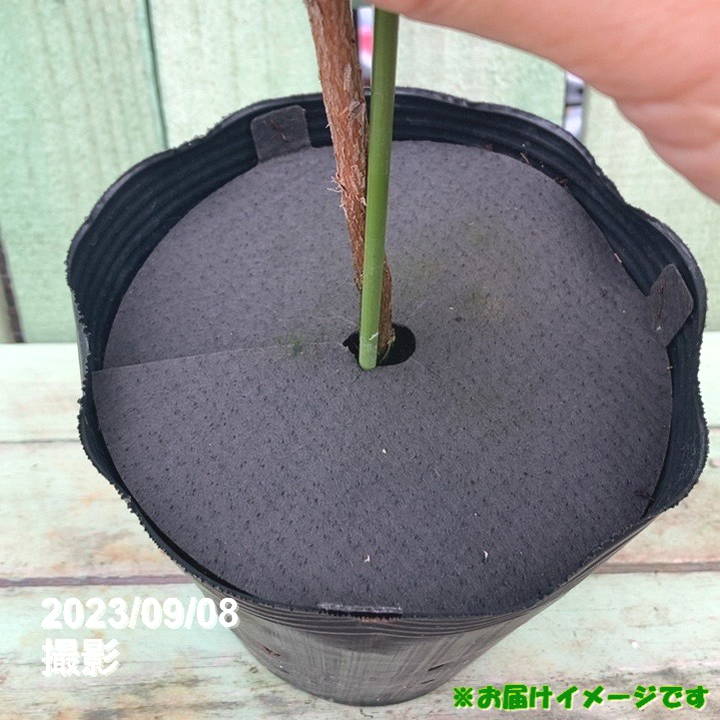 フェイジョア ジェミニ 5号｜果樹04-PA | 果樹 | 赤塚植物園オンライン