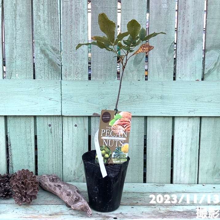 ペカンナッツ 4号｜果樹04-PA | 果樹,ナッツ類 | 赤塚植物園オンライン