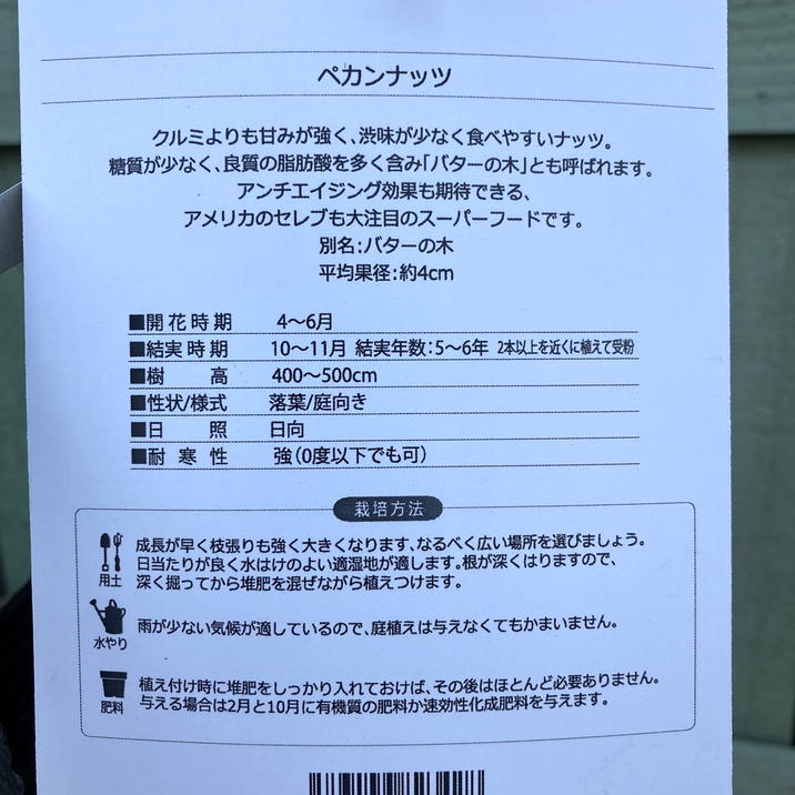 ペカンナッツ 4号｜果樹04-PA | 果樹,ナッツ類 | 赤塚植物園オンライン