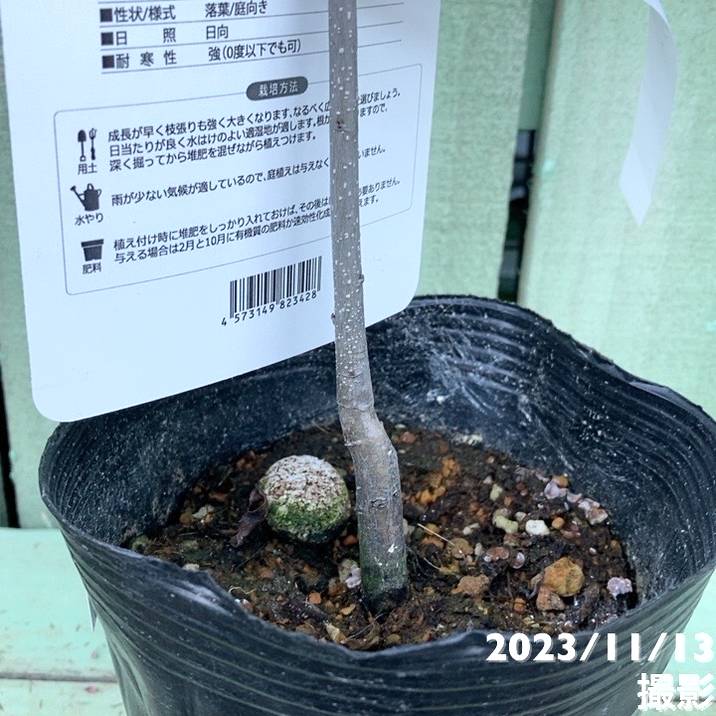 ペカンナッツ 4号｜果樹04-PA | 果樹,ナッツ類 | 赤塚植物園オンライン