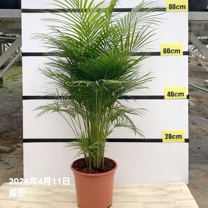 現物「ラベニアヤシ」８号　120ｃｍ　Ravenea rivularis 現物「ラベニアヤシ」8号 120cm Ravenea rivularis - メルカリ