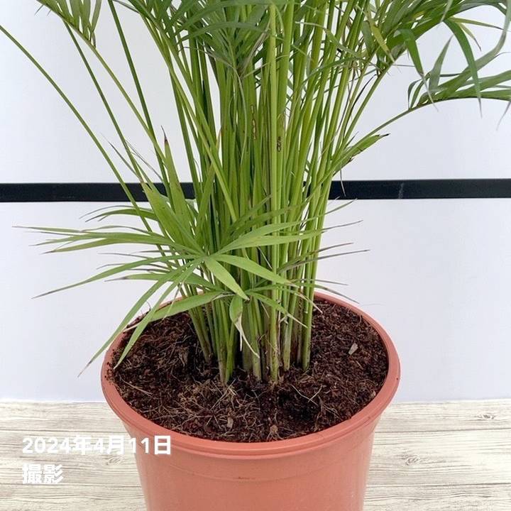 現物「ラベニアヤシ」８号　120ｃｍ　Ravenea rivularis 現物「ラベニアヤシ」8号 120cm Ravenea rivularis - メルカリ