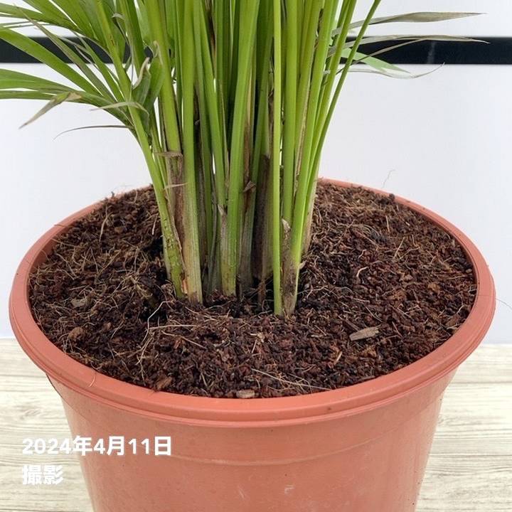 ラベニアヤシ 6号｜観葉01-D1 | 花木・庭木 | 赤塚植物園オンライン 花