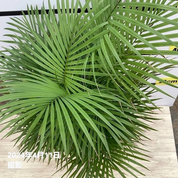 ラベニアヤシ 6号｜観葉01-D1 | 花木・庭木 | 赤塚植物園