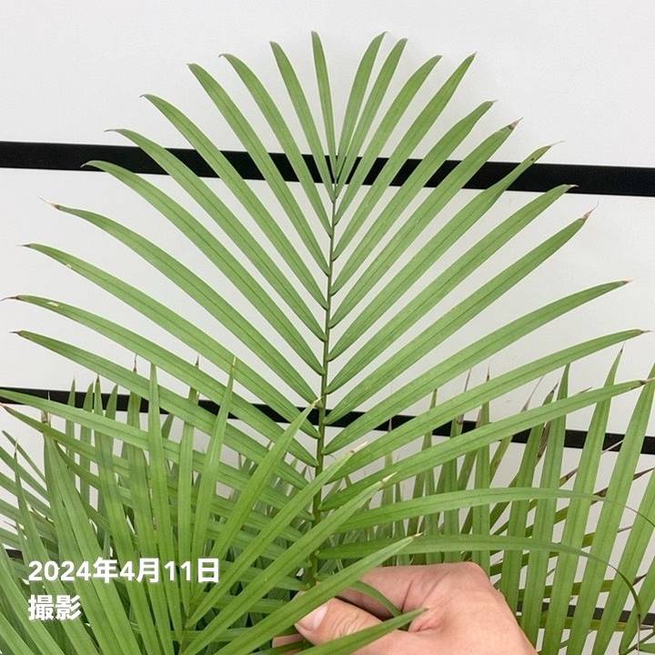 ラベニアヤシ 6号｜観葉01-D1 | 花木・庭木 | 赤塚植物園