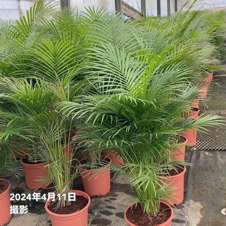 ラベニアヤシ 6号｜観葉01-D1 | 花木・庭木 | 赤塚植物園オンライン 花