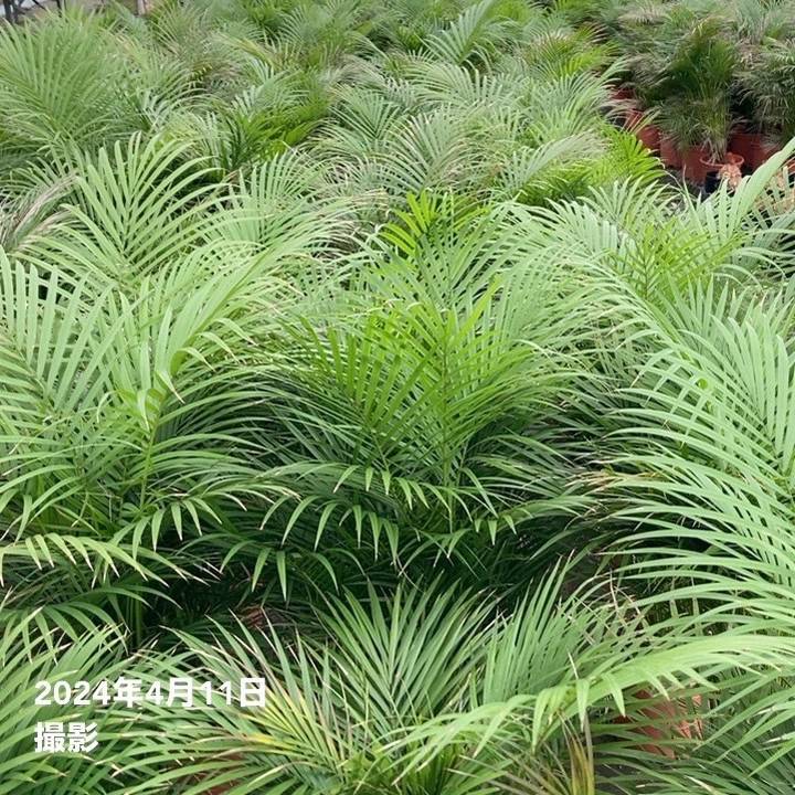現物「ラベニアヤシ」８号　120ｃｍ　Ravenea rivularis ラべニア | いぶすき観葉植物｜観葉のまち指宿