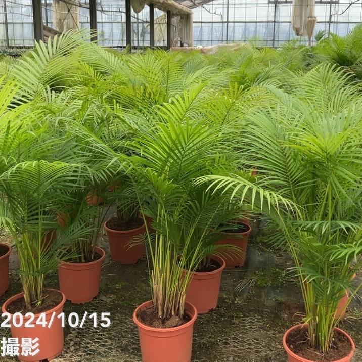 ラベニアヤシ 6号｜観葉01-D1 | 花木・庭木 | 赤塚植物園オンライン 花