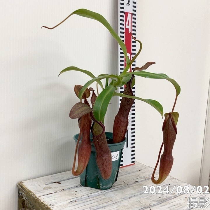 決算P5倍！8/2まで】【現品お届け】食虫植物 ウツボカズラ N.sanguinea