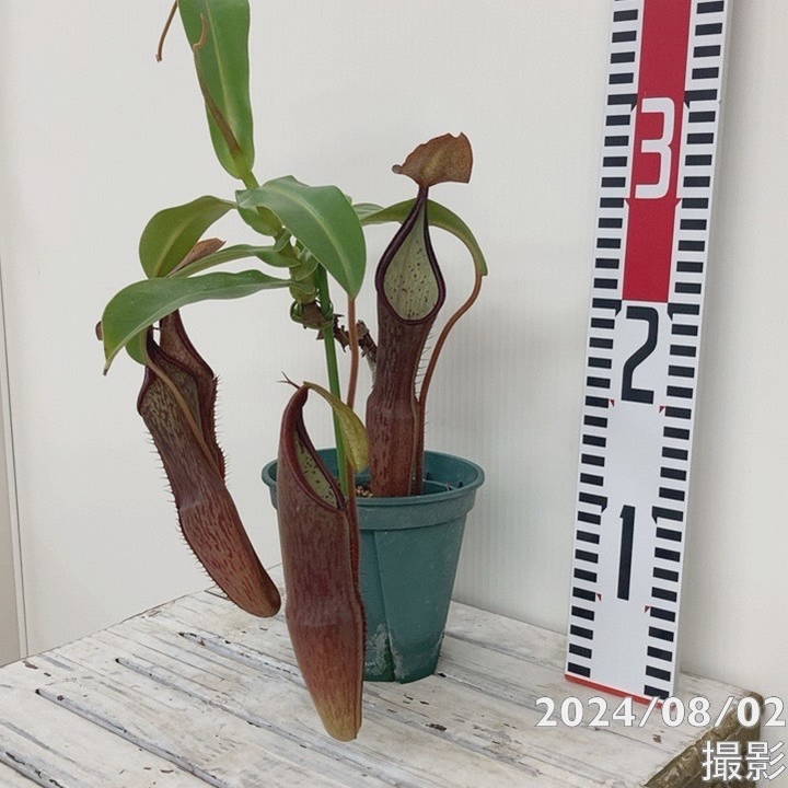 食虫植物　4種種7株 食虫植物 サラセニア♪いろいろ 4寸鉢 | 橋本種苗園