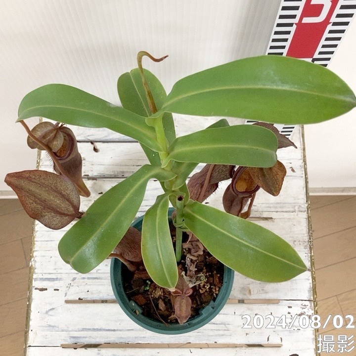 現品お届け】食虫植物 ウツボカズラ N.sanguinea(c) - purole 4