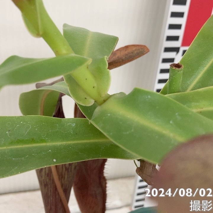 現品お届け】食虫植物 ウツボカズラ N.sanguinea(c) - purole 4